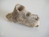 fossile-bord-de-loire-1