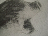 patates-detail-5